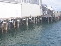 Devonport Wharf and Carpark